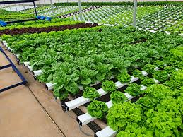 Sistema hidropônico profissional - Curso completo