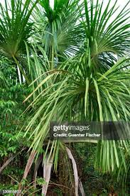 Image result for Chironia flexuosa