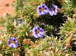 Image result for Aptosimum