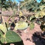 Image result for Thespesia garckeana