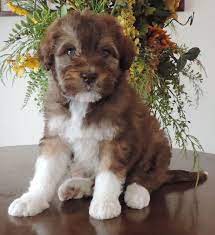 Feel free to browse hundreds of active classified puppy for sale listings, from dog breeders in pa and the. Labradoodle Puppies For Sale Labradoodle Breeders Bordoodle Puppies Bordoodle Labradoodle Puppy Puppies