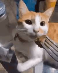 Cat Vomit Gifs Tenor