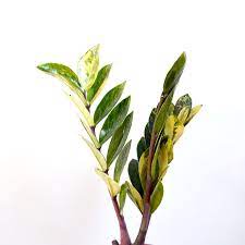 Variegated Zz Plant Variegated Zamioculcas Zamiifolia House Plants Plants Plant Sale
