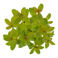 Image result for Ludwigia senegalensis