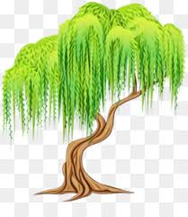 How to draw a weeping willow tree for beginners. Weeping Willow Tree Drawing