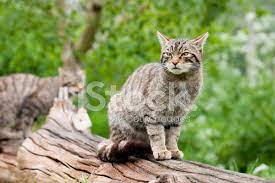 歐洲野貓（學名： felis silvestris ） 是一種小型貓科動物，可見於西歐、中歐、東歐、蘇格蘭和土耳其；在斯堪地那維亞、冰島、英格蘭、威爾斯以及愛爾蘭則已滅絕。. è‹æ ¼å…°é‡ŽçŒ«ç…§ç‰‡ç´ æ Freeimages Com