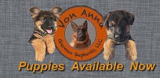 Trained puppies for sale georgia. Von Anna Quality Show Bred German Shepherd Puppies For Sale In Atlanta Ga Georgia