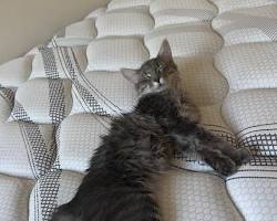 Maine Coon cat lying on a large cushionの画像
