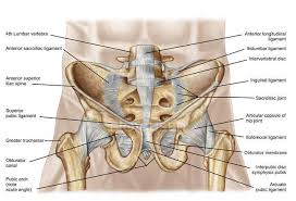This chapter will focus on those aspects of pelvic anatomy that have special importance to the practice of obstetrics. Anatomy Of Human Pelvic Bone And Ligaments Sacroiliac Joint Obturator Canal Stock Photo 174718298