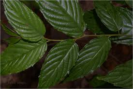 Image result for Maesopsis eminii