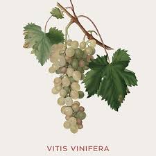 Image result for Vitis vinifera