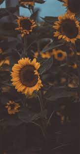♡ sunflowers iphone wallpapers ♡. Sunflower Phone Wallpaper Kolpaper Awesome Free Hd Wallpapers
