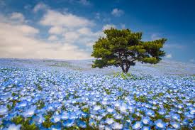 If you decide to pick wild ones, cut them off. Best Places To See Spring Flowers Popsugar Smart Living Uk