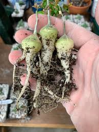 Image result for Kedrostis nana