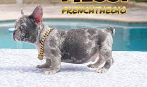 And what once used to be a healthy, athletic dog is now a short, stocky breed plagued with health problems. What In The Inbred Backyard Genetic Disaster Is This Volume 4 Album On Imgur