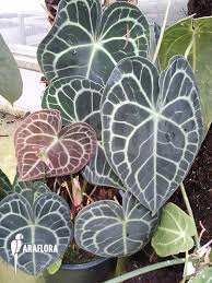 We did not find results for: Araflora Exotic Flora More Anthurium Clarinervium Xl