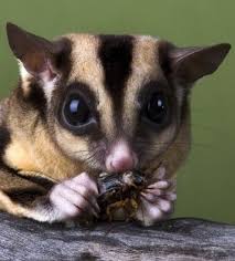 Picture Of The Day Cute Animals Animals Sugar Glider