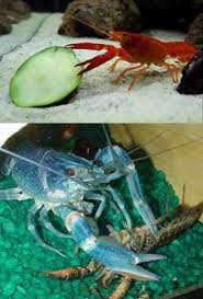 Introduction To The Crayfish Care Setup Diet And Facts Shrimp And Snail Breeder Crayfish Shrimp Fish Pet