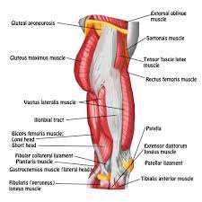 This article serves as a reference outlining the various hip muscle groups based on function. Related Image Leg Muscles Diagram Human Muscle Anatomy Hip Muscles Anatomy