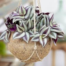 Zebrakraut Blumenampel Klassiker Pflanzen Zimmerpflanzen Grune Zimmerpflanzen