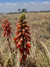 Image result for Erythrina zeyheri