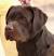 Silver Lab