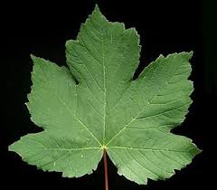 Maybe you would like to learn more about one of these? Daun Wikiwand