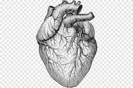 We did not find results for: Heart Sketch Heart Anatomy Physiology Ii Organ Drawing Human Heart Hand Heart Png Pngegg
