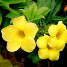 Top 10 flowering plants in india. Annual Flower 365 Days Flowering Plants Buy Online At Plantsguru Com