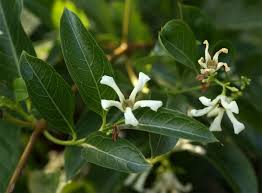 Image result for Stomatostemma