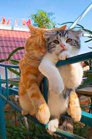 Pin By Serap Caglayan On Cat 3 In 2020 Cute Baby Animals Cute Animals Cats And Kittens