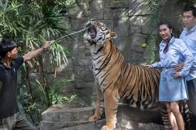Probe under way after illness kills 72 tigers in Thai tourist park