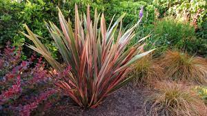 How To Prune A Phormium New Zealand Flax By The Gardening Tutor Mary Frost Youtube