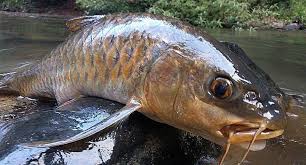 Kelah tembat spesis ikan kelah merah terbaik di dunia. Kelah