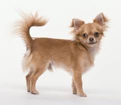 Chihuahuas Dog Training Tips Dogdogs Chihuahua Dogs Clothes Chihuahua Puppies Dog Breeds