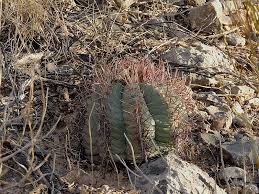 The acronym /abbreviation/slang nthc means nichol turk head cactus. Echinocactus Horizonthalonius Var Nicholii Earth Com