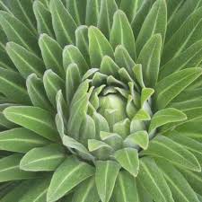 Image result for Lobelia giberroa