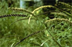 Image result for Enteropogon prieurii