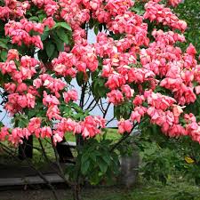 Image result for Mussaenda