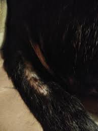 My Dog Is Itch Biting To Where She Losing Hair In Strips On Her Back Tail And Now She S Balding Around Eyes And Snout Her Breathing Petcoach