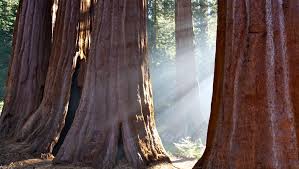 Wuksachi lodge is located in the giant forest area of sequoia national park. Sequoia Kings Canyon National Parks 10 Tips For Your Visit