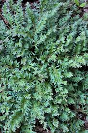 Image result for Selaginella mittenii