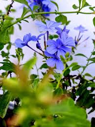 Image result for Plumbaginaceae