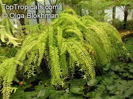 Image result for Nephrolepis