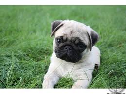 0:11 sangfroid kennels mumbai 64 просмотра. Pug Puppies For Sale In India And Mumbai All Healthy 40 To 45 Days Excellent Quality High Lineage Puppy Bes Pug Puppies Cute Pug Puppies Pug Puppies For Sale