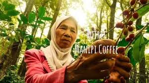 Kondisi riil kehidupan petani kopi (komplit, dari a sampai cerita sukses kopi lereng gunung slamet sejahterakan petani kopi. Kopi Manipi Home Facebook