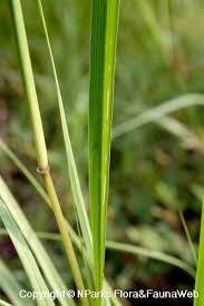Image result for Bothriochloa bladhii