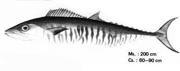 Maybe you would like to learn more about one of these? Gambar 22 Ikan Tenggiri Scomberomorus Spp Download Scientific Diagram