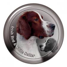 Image result for irský červenobílý setr