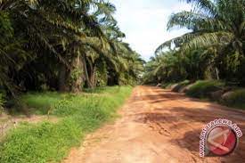 Industri perkebunan kelapa sawit dan indusri minyak. Wwf Kembangkan Industri Kelapa Sawit Ramah Lingkungan Antara News Sumatera Selatan